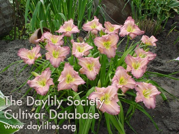 Daylily Fairest Love